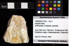 Foto (Objket + Etiketten) von Isopoda indet. 